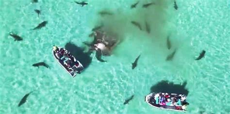 Australian Tourists Got Caught In The Middle Of A Tiger Shark Feeding