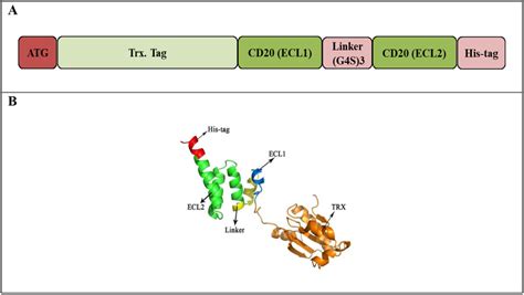 Thioredoxin Trx Cd Structure A Schematic View B I Tasser