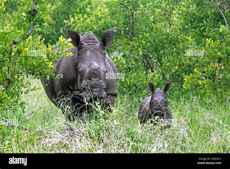 White Rhinoceros Square Lipped Rhinoceros Ceratotherium Simum Cow