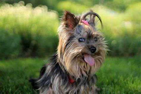 Consejos Clave Para Cuidar El Pelo A Un Perro Yorkshire Terrier Wakyma