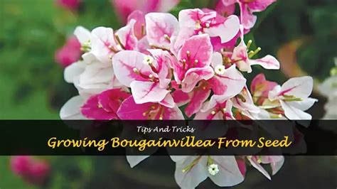 Growing Bougainvillea From Seed Tips And Tricks Shuncy