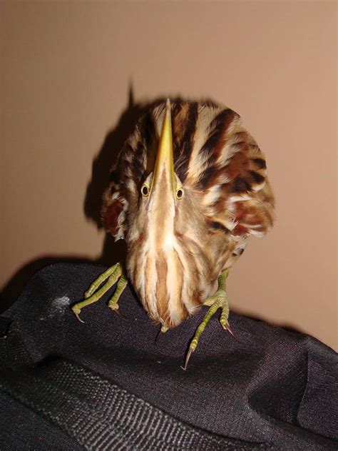 STRIPE-BACKED BITTERN Ixobrychus involucris FAUNA PARAGUAY