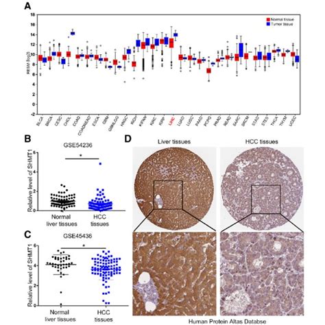 Nox1 Knockdown Reverses The Functional Influence Of Shmt1 Knockdown On Download Scientific