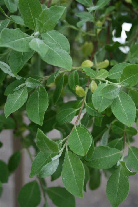 Willow Weeping Pussy For Sale In Boulder Colorado