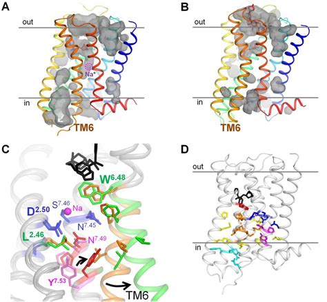 Active And Inactive Conformations Of Gpcrs A B Conformations Of The