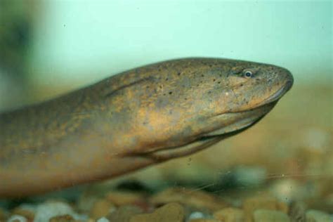 Asian swamp eel - Alchetron, The Free Social Encyclopedia