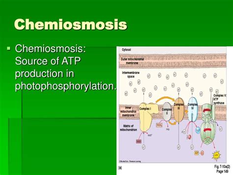 PPT - An Introduction to Chemiosmosis PowerPoint Presentation - ID:1741797