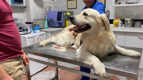Maximizing Dog Health: The Strategic Use of Relief Veterinary Experts ...