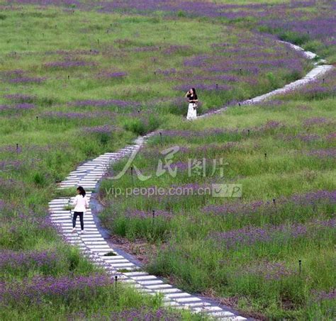 江苏沭阳：秋色渐浓 诗意田园 人民图片网