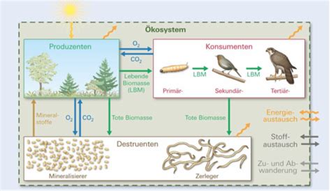 Kologie Bioz Nose Und Kosysteme Flashcards Quizlet