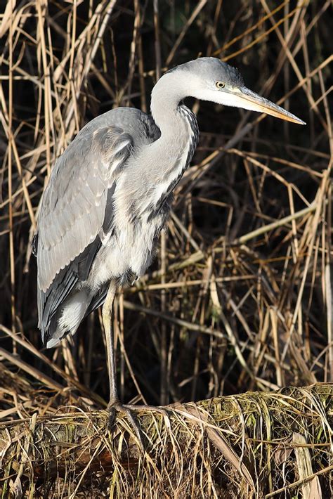 Heron Lea Navigation Heron Lea Navigation Enfield Flickr