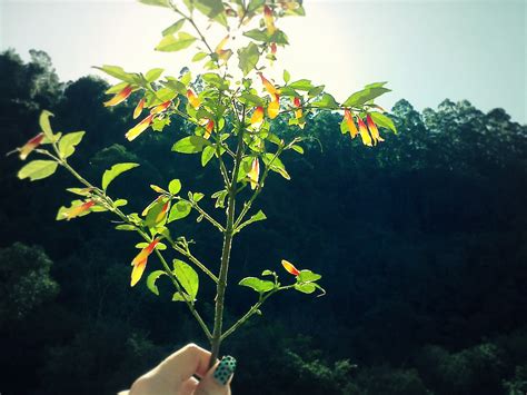 Wallpaper Sunlight Nature Branch Green Blossom Light Autumn