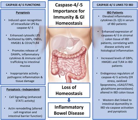 Frontiers Caspase And Biology In The Pathogenesis Of