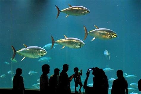 Tokyo Sea Life Park Aquarium – H&R Group K.K.