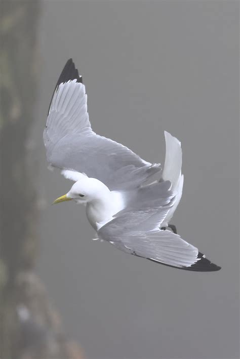 Kittiwake In Flight Rspb Bempton Cliffs Michael Atkinson Flickr