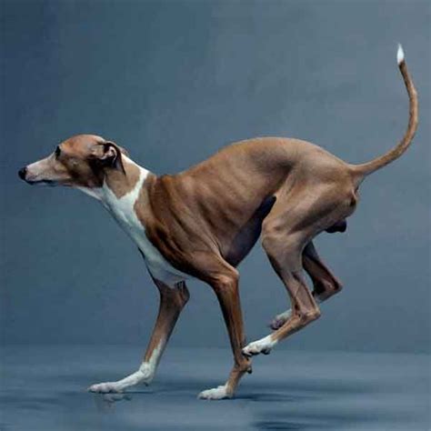 Le L Vrier Anglais Ou L Vrier Greyhound Chien Chien De Compagnie Et