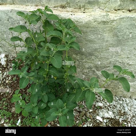 Fresh Herb Ashwagandha Plant And Fruit Or Withania Somnifera Stock