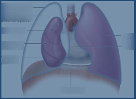 pneumothorax Diagram | Quizlet