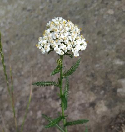 Prairie Clover Path Perennial Native Plants Collection [16 plants] | My ...