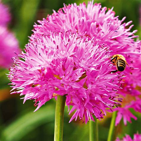 Allium Czosnek Ozdobny Carolinianum Szt Cebulki Inna Marka Sklep