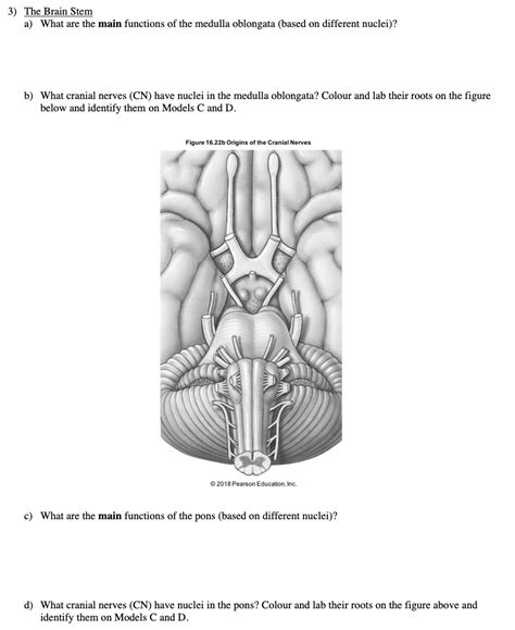 Brain Stem Diagram Quizlet