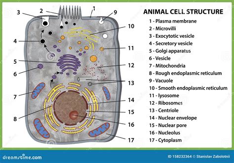 Animal Cell Structure