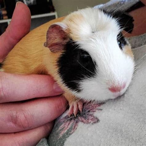 List Pictures Guinea Pig Breeds List And Pictures Superb