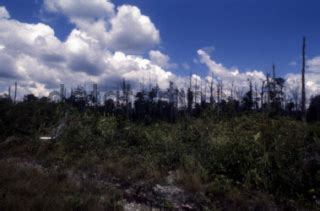 Lokasi Bekas Kebakaran Hutan Di Kilometer 3 Dan 4 DATATEMPO