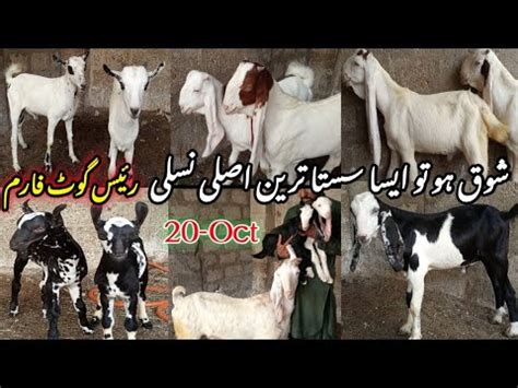 Raees Goat Farm Visit Gulabi Kamori Teddy Pateri Latest Update Oct