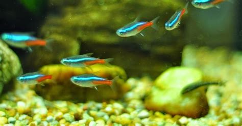 cara membudidayakan ikan hias: budidaya ikan neon tetra