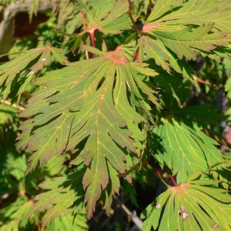 Acer Japonicum Aconitifolium Rable Du Japon Feuilles D Aconit