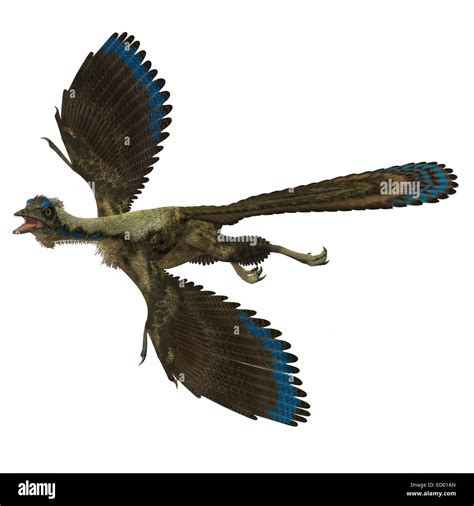 Archaeopteryx Lithographica Fotos E Im Genes De Stock Alamy