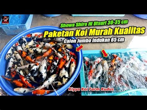 Koi Paketan Murah Showa Shiro Bakat Jumbo Indukan Cm Youtube