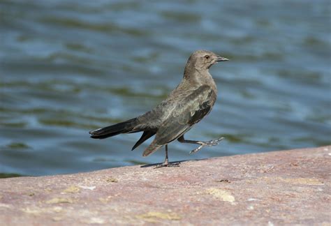 Brewer's Blackbird, Euphagus cyanocephalus