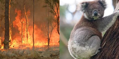 Tags: Australia , News , Wildfires