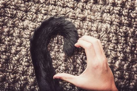 5 вещей, за которые мы любим кошачьи хвосты - мяуканье имеет смысл!