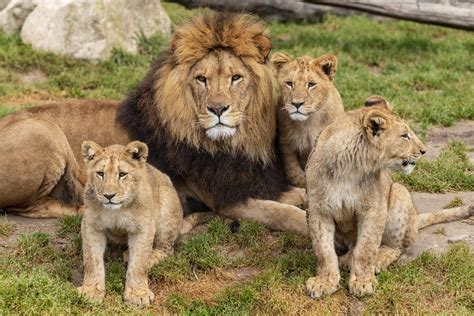 Lion d'Afrique - Zoo African Safari