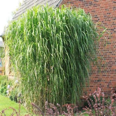 MISCANTHUS GIGANTEUS Miskant Olbrzymi Trawa Ozdobna Trawy Ozdobne