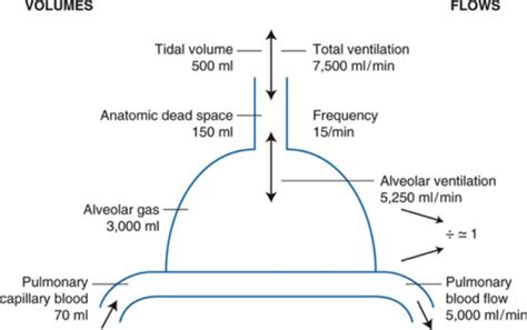 Respiratory Phys Ventilation Diffusion And Blood Flow To The Lungs