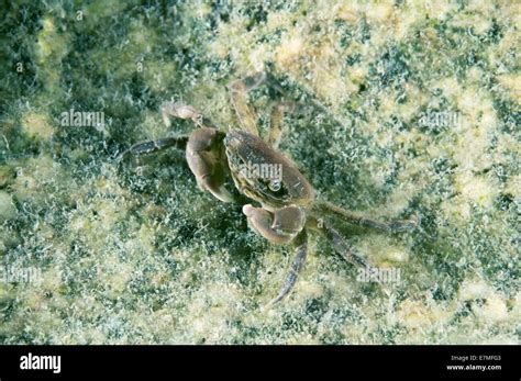 Pea crab hi-res stock photography and images - Alamy