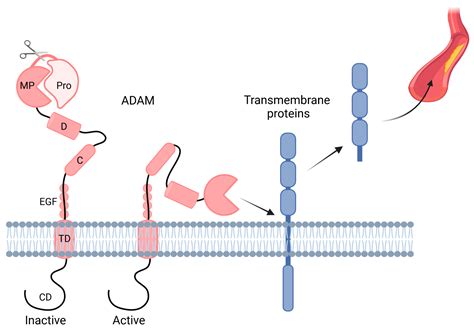 Ijms Free Full Text Adam And Adam Major Regulators Of Chronic