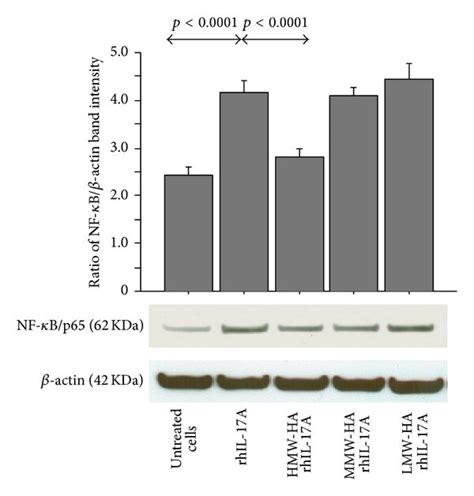 Effect Of U Hmw Ha Mmw Ha And Lmw Ha On Nuclear Translocation Of