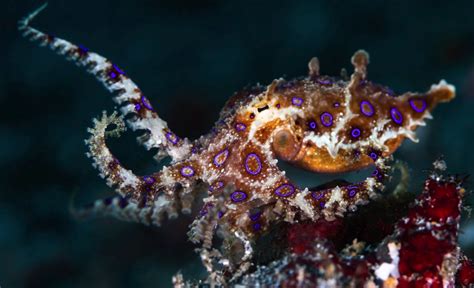 The Blue Ringed Octopus Is A Tiny, Gorgeous, & Deadly Creature - Indie88