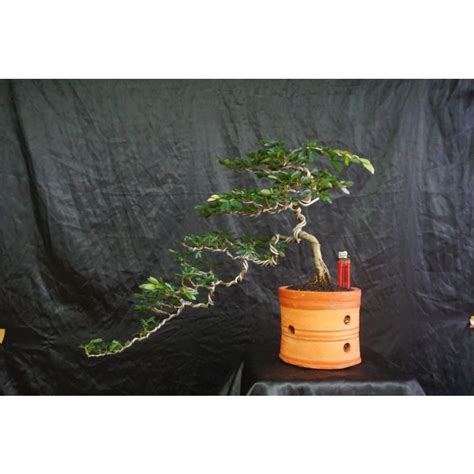 Jual Bonsai Kaliandra Surinamensis Cascade Bonsai Kaliandra Air