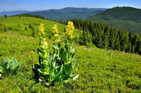 Genziana Propriet Benefici Usi E Liquore Ohga