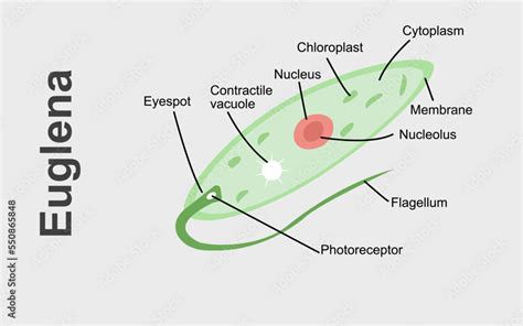 Vector Illustration of a Euglena. Biological Anatomy of Euglena with ...