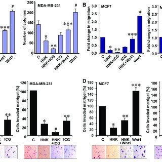 In Vivo Evidence For Hnk Mediated Inhibition Of Leptin Induced