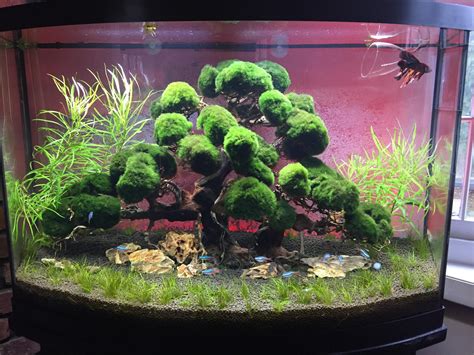 “tree Of Souls” Bonsai Inspired Aquarium R Bonsai