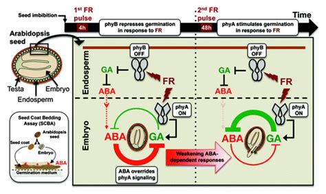 Full Article Control Of Seed Germination In The Shade