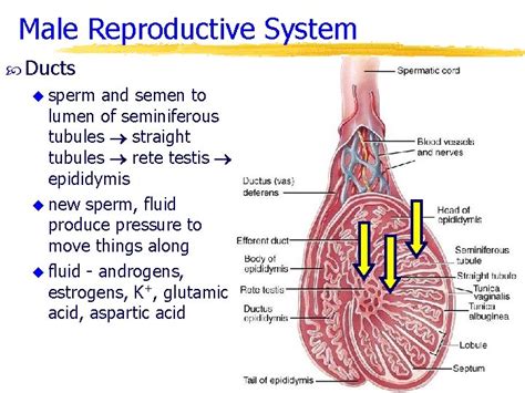 Chapter 28 The Reproductive System The Reproductive Systems